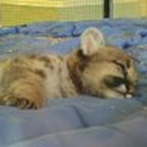 Meet your Posher, Ann